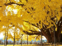 1332살이라는 원주 반계리 은행나무 크기 ㄷㄷㄷ