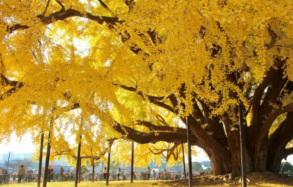 1332살이라는 원주 반계리 은행나무 크기 ㄷㄷㄷ