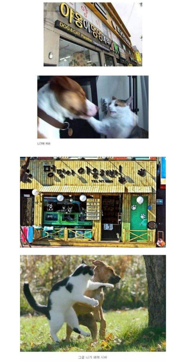 야옹아 멍멍해봐 멍멍아 야옹해봐