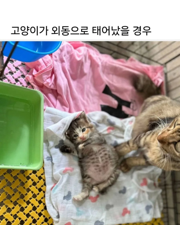 외동으로 태어난 고양이