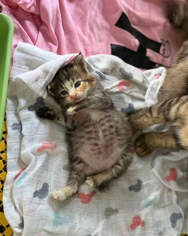 외동으로 태어난 고양이