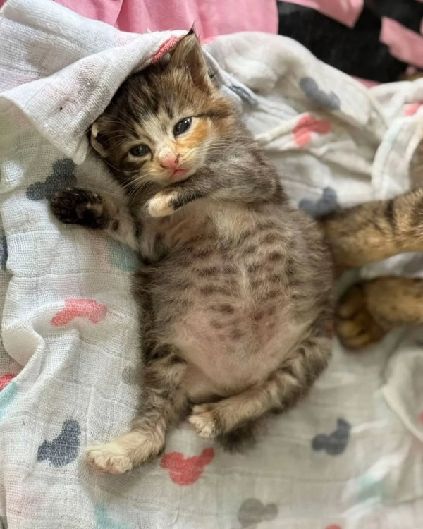 외동으로 태어난 고양이