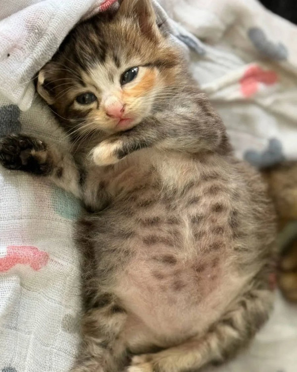 외동으로 태어난 고양이