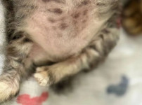 외동으로 태어난 고양이