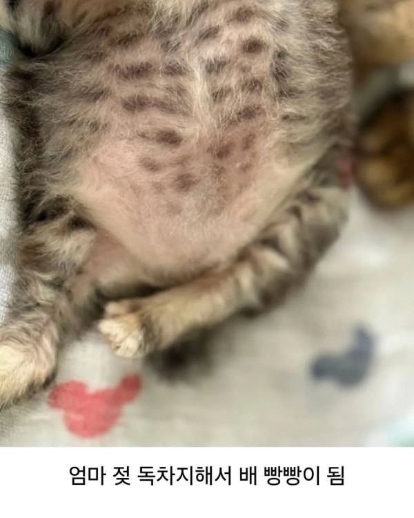 외동으로 태어난 고양이