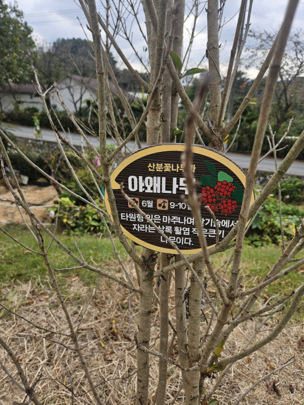 나무이름 시도 개그!!