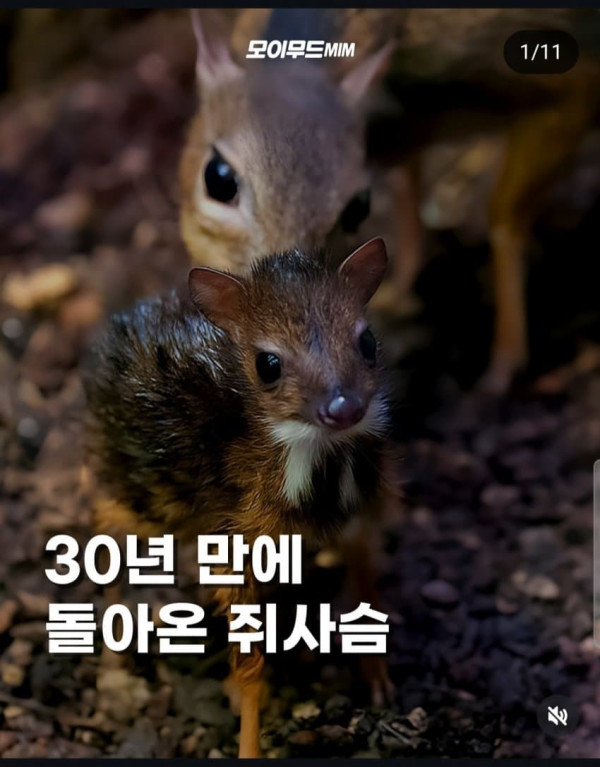 30년만에 돌아온 쥐사슴