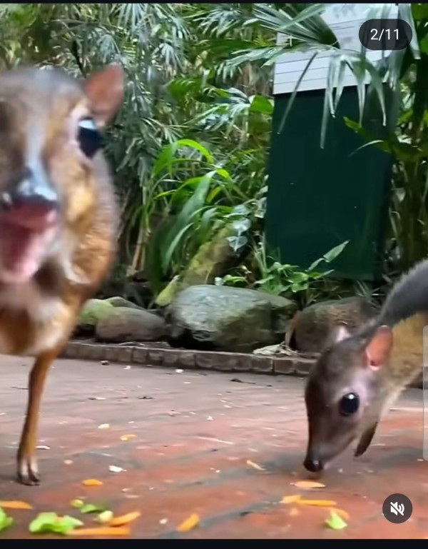 30년만에 돌아온 쥐사슴