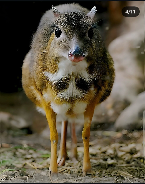 30년만에 돌아온 쥐사슴