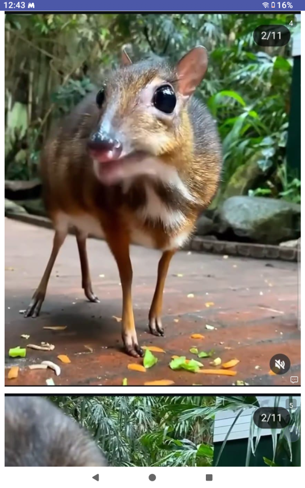 30년만에 돌아온 쥐사슴