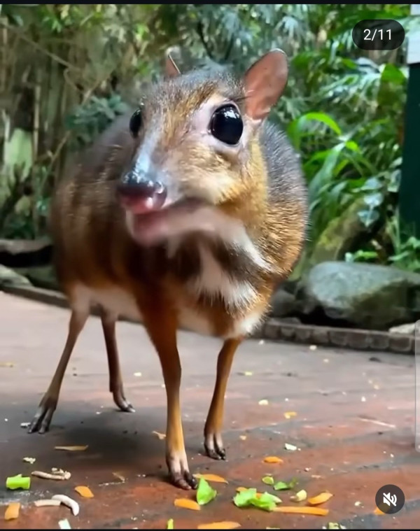 30년만에 돌아온 쥐사슴