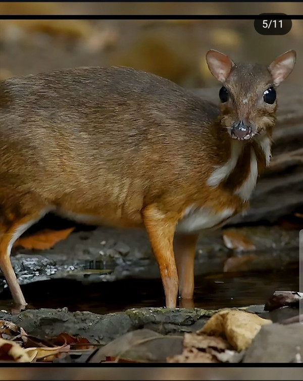 30년만에 돌아온 쥐사슴