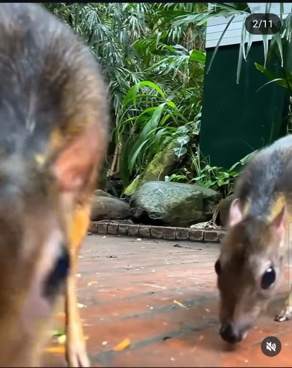 30년만에 돌아온 쥐사슴