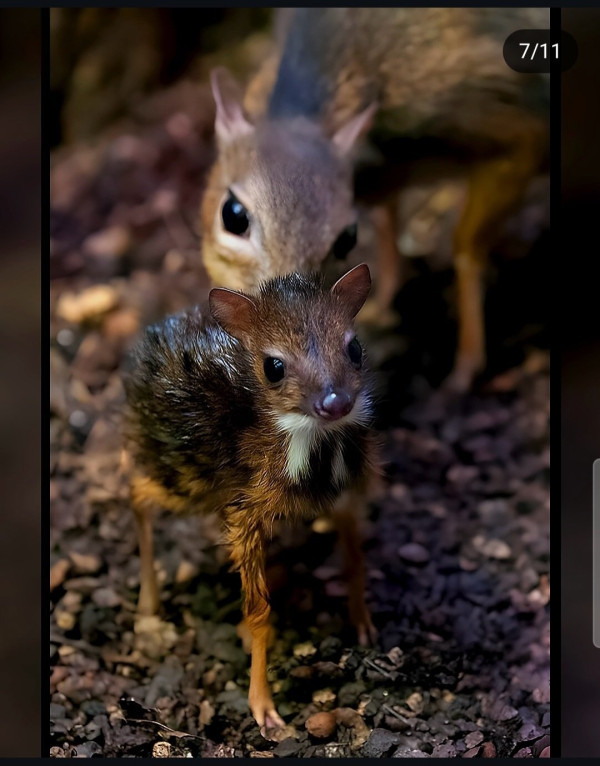 30년만에 돌아온 쥐사슴