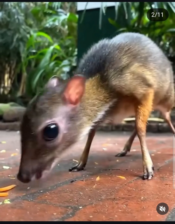 30년만에 돌아온 쥐사슴