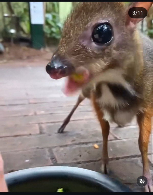 30년만에 돌아온 쥐사슴