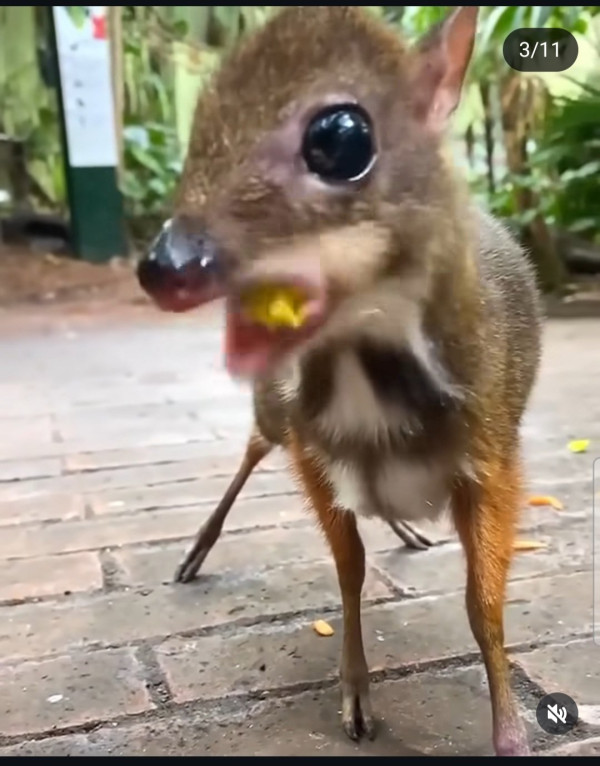 30년만에 돌아온 쥐사슴