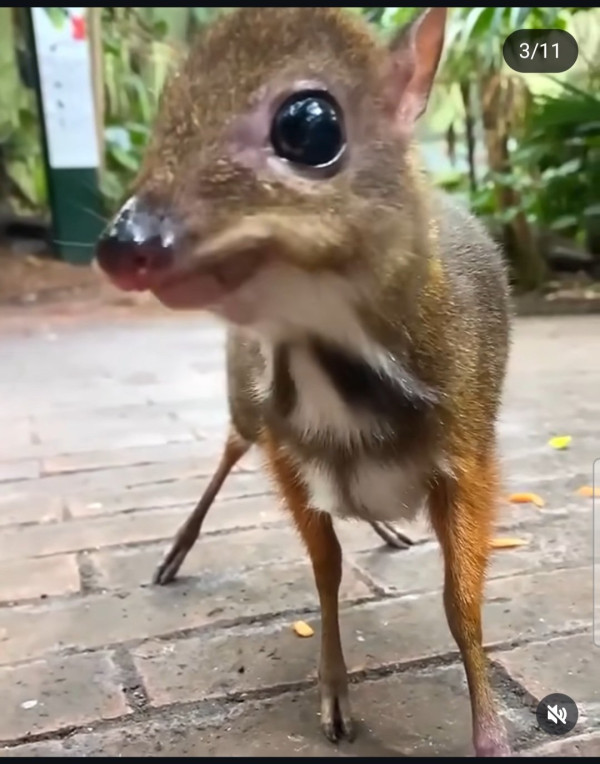 30년만에 돌아온 쥐사슴