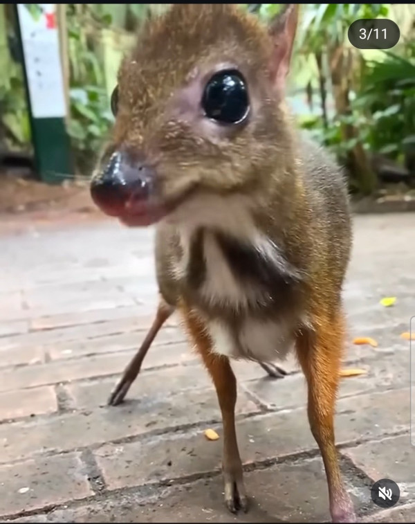 30년만에 돌아온 쥐사슴