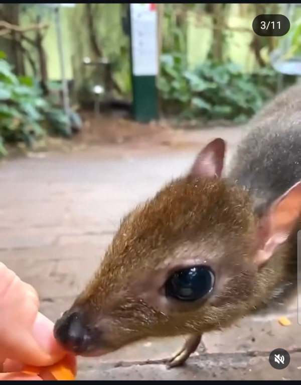 30년만에 돌아온 쥐사슴