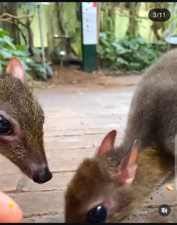 30년만에 돌아온 쥐사슴