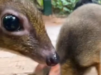 30년만에 돌아온 쥐사슴