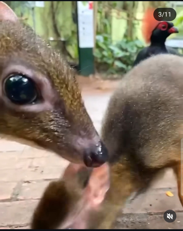 30년만에 돌아온 쥐사슴