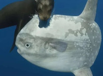 약혐) 고통을 못느낌