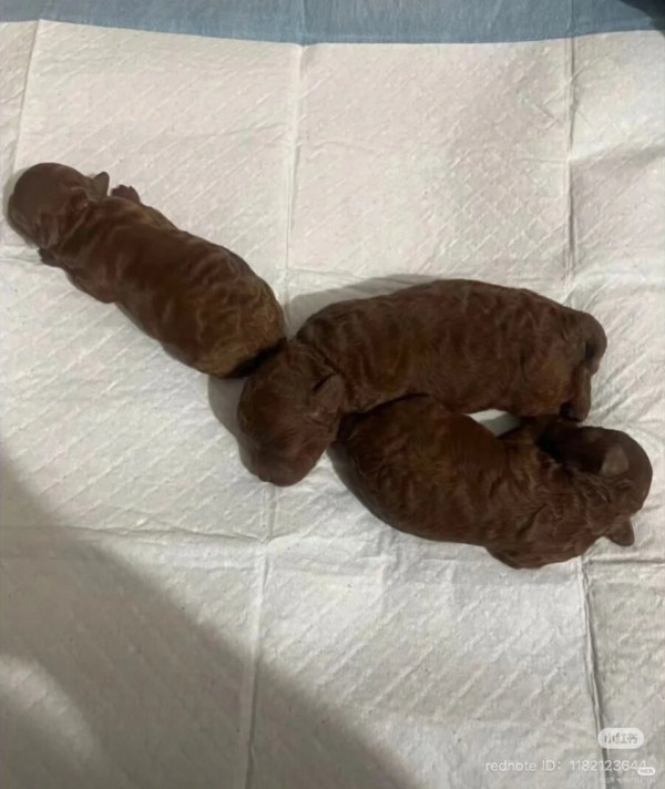 와 ㅋㅋ 방금 싼 구렁이 똥 보고 가라 ㅈㄴ큼ㅋㅋ