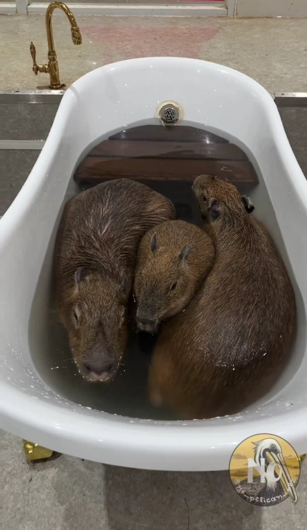 와 ㅋㅋ 방금 싼 구렁이 똥 보고 가라 ㅈㄴ큼ㅋㅋ