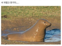 물범이 노는 법물범이 노는 법