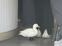 오리야 너는 신발끈을 어떻게묶어??