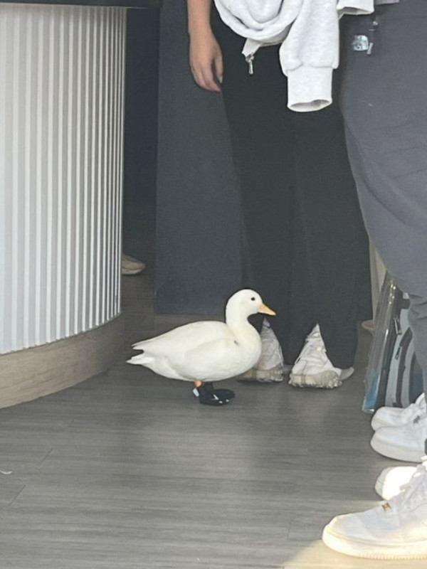 오리야 너는 신발끈을 어떻게묶어??