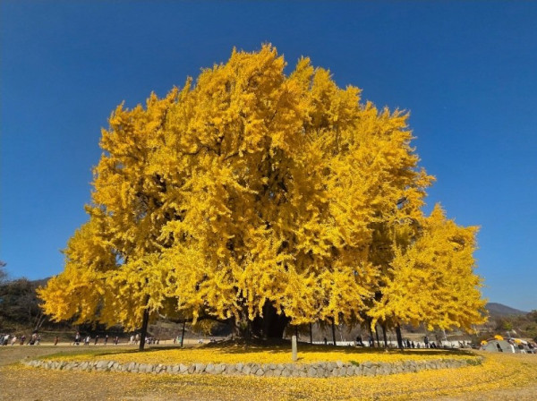 반계리 은행나무 근황