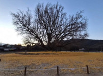 반계리 은행나무 근황