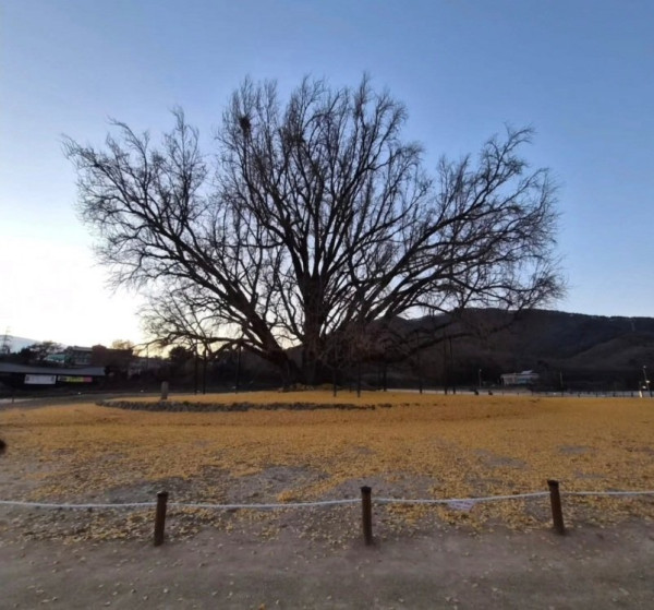 반계리 은행나무 근황